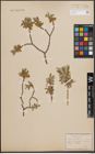 Foto von Salix desertorum Richardson